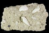 Fossil Gastropods (Globularia & Rimella) - Damery, France #103851-1